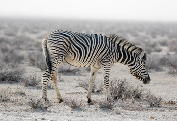 Lonaly striped zebra with curious muzzles on African savanna in dry season in dusty waterless day. Safari in Namibia.