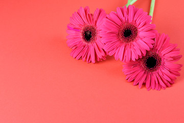 Wall Mural - Beautiful blooming pink gerberas on the pink background, copy space.