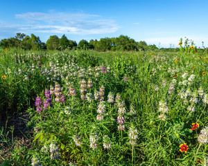 Wildflowers along the Shadow Creek Ranch Nature Trail in Pearland!