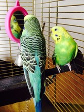 Two Budgerigars In Cage
