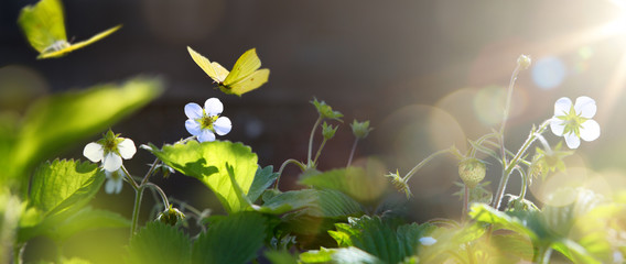 Aufkleber - art blooming wild strawberry flower in sunny summer meadow. Beautiful summertime nature background;