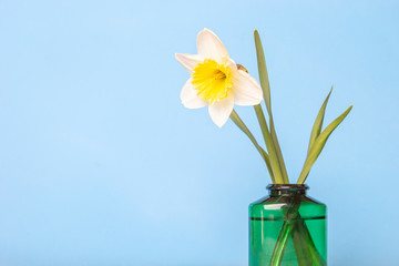 Wall Mural - Fresh natural Narcissus spring flowers in green vase on blue background.