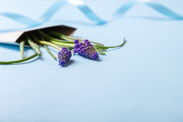 Wall Mural - Muscari spring flowers with blue ribbon in white envelope on blue background. Concept for greeting card, invitation.