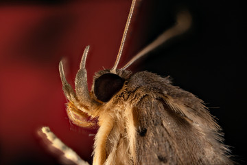 moth