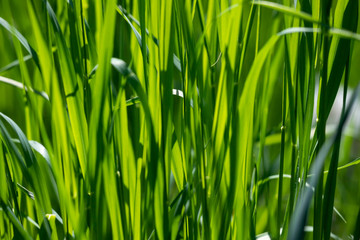 Wall Mural - Fresh green grass background.