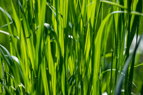 Fresh green grass background.