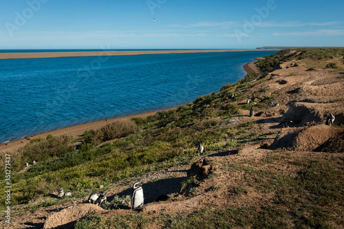 Fotomural A colony of penguins at the Peninsula Valdes in Argentina, South America