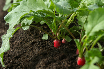 Red fresh radish growing from the ground, closeup, shallow depth of field