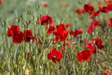 Fototapeta Krajobraz - wild poppy flowers