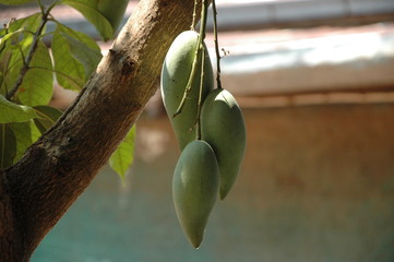 green beans on a tree