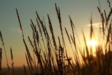 Fototapeta Niebo - sunset in the field