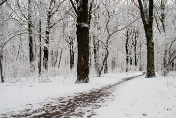  A path in a snowy park among the trees. Winter landscape.