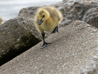 Wall Mural - Baby geese are exploring the beach with mother goose close by 