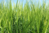 Fototapeta Miasto - Spring: the barley (Hordeum vulgare) in the sunshine