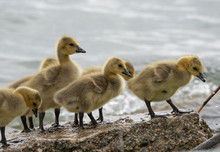 Baby Geese Are Exploring The Beach With Mother Goose Close By 