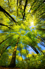 Majestic super wide angle upwards view to the canopy in a beech forest with fresh green foliage, sun rays and clear blue sky