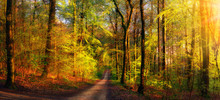 Gold Forest Scenery With Rays Of Warm Light Illumining The Foliage And A Footpath Leading Into The Scene