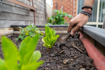 planting lettuce plant into garden bed