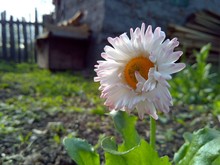 Delicate Lonely Daisy Flower With Pink Petals In The Garden In The Rays Of The Evening Sun