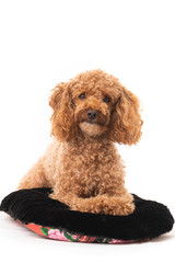 Canvas Print - Small Apricot Poodle  Isolated On White Background