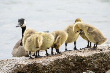 Canvas Print - mother goose and her gosling baby geese enjoy a sunny day on the lake