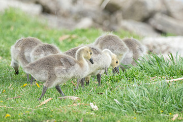 Canvas Print - mother goose and her gosling baby geese enjoy a sunny day on the lake