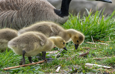 Canvas Print - mother goose and her gosling baby geese enjoy a sunny day on the lake