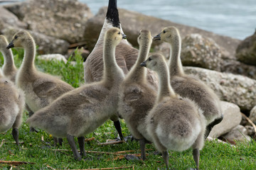 Wall Mural - mother goose and her gosling baby geese enjoy a sunny day on the lake