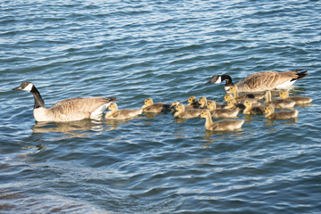 Wall Mural - mother goose and her gosling baby geese enjoy a sunny day on the lake