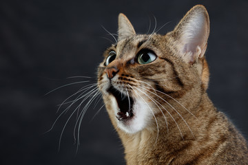 Close up portrait of a cat is surprised or amazed. Muzzle of a cute tabby cat with open mouth, selective focus. 