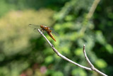 Fototapeta  - Dragonfly chilling in the sun
