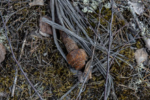 Old Rusty Nail Laying On The Ground In The Woods. Traces Of Civilization In The Wild