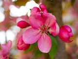 Fototapeta Storczyk - Decorative apple tree with pink flowers