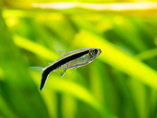 Penguin tetra (Thayeria boehlkei ) isolated in a fish tank with blurred background