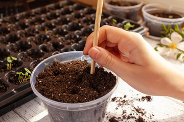 ..A woman makes a hole in the ground using a wooden stick to plant a sprout in a pot. Cells for growing seeds. Transplant a plant into a large pot.