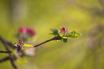 Wall Mural - red apple buds - flowering buds on apple tree twigs