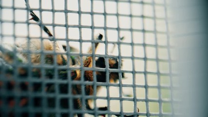 Big scary bug crawls on the mesh, macro shot