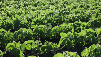 Wall Mural - Agriculture, green cultivated soybean plants in field, late spring