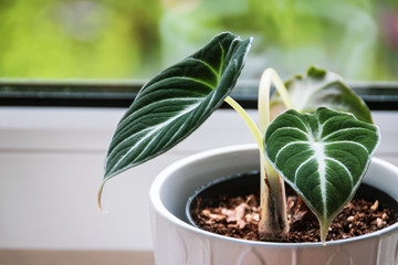 Close-up on velvety leaves of alocasia reginula plantlet in a white pot on a window sill. Exotic trendy houseplant detail.