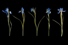 Row Of Five Blue Irises Isolated On Black Background
