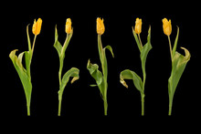 Row Of Five Yellow Tulips Isolated On Black Background