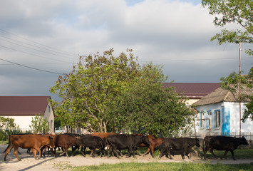 Herd of cows crosses the street in the summer in the village. Herd of colored cows and bulls