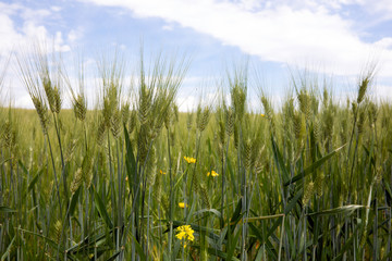 wheat field during the spring season