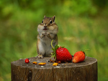 Chipmunk Stands On A Stump With Strawberries