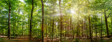Fototapeta Krajobraz - Silent Forest in spring with beautiful bright sun rays