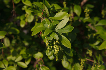 Wall Mural - кусты,bushes,