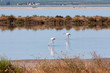 Margherita di Savoia, Italy, Puglia, flamingos in one of the salt marshes.