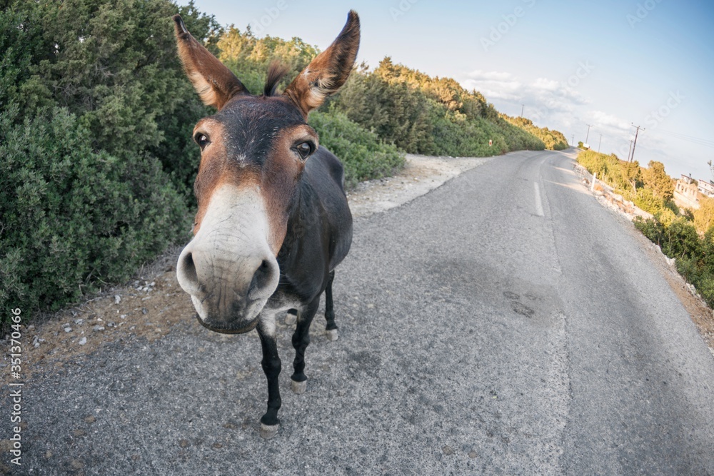  Donkey in Karpaz Peninsula in north Cyprys Turkey - obrazy, fototapety, plakaty 