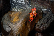 © ONEWORLD PICTURE - Ecuador, Provinz Galápagos, Isla San Cristobal, Küstenwanderung auf San Cristobal (Galapagos). Die roten Klippenkrabben trotzen der starken Brandung