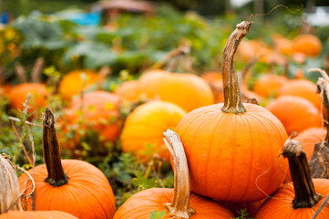 pumpkin patch in maui, hawaii during halloween